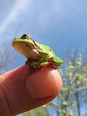 Image showing little green frog on the finger