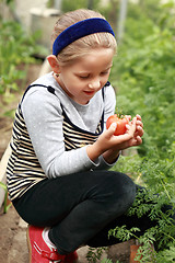 Image showing Harvest from glasshouse