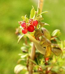 Image showing Cranberry plant