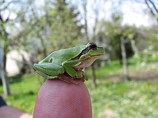 Image showing little green frog on the finger