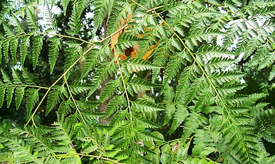 Image showing fern leaves