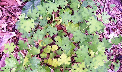 Image showing Tropical green short plant