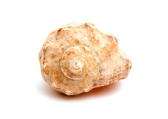 Image showing sea shell