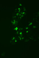 Image showing Tissue culture cells expressing GFP