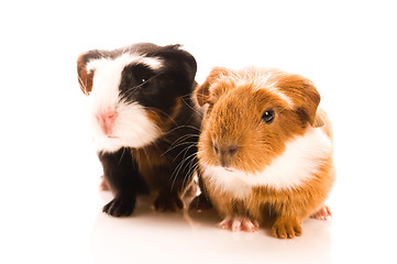 Image showing baby guinea pig