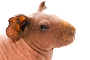 Image showing skinny guinea pig