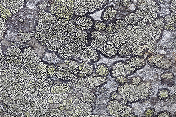 Image showing Background - surface of rock with northern lichen