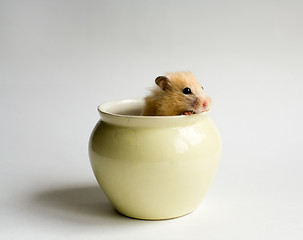 Image showing Hamster in the pot