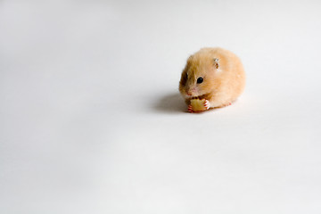 Image showing hamster