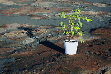 Image showing Green Ficus in pot on stony desert