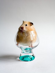 Image showing Hamster in the glass