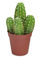 Image showing Cactus on white