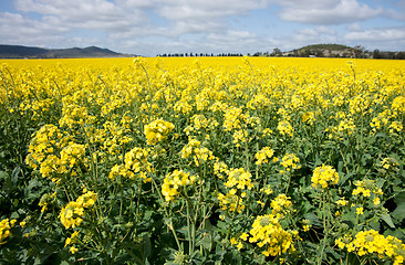 Image showing canola in the farm field