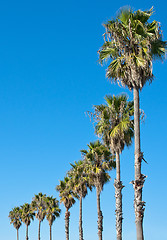 Image showing palm tree blue sky frame