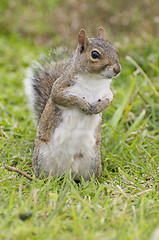 Image showing Eastern Gray Squirrel