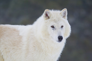 Image showing Gray or Arctic Wolf