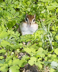 Image showing Siberian Chipmunk