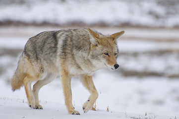 Image showing Coyote