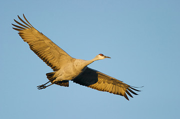 Image showing SandHill Crane