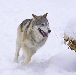 Image showing Gray or Arctic Wolf