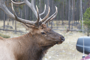 Image showing Canadian Elk