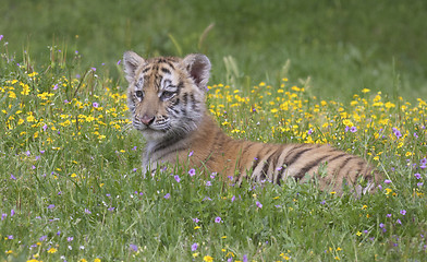 Image showing Tiger Cub