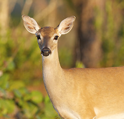Image showing Key Deer 