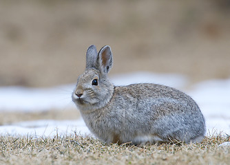 Image showing Mountain Cottontail Rabbit 