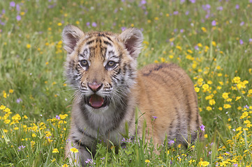 Image showing Tiger Cub