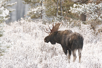 Image showing American Moose