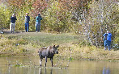 Image showing American Moose