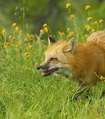 Image showing Red Fox