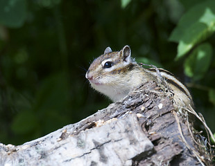 Image showing Siberian Chipmunk