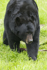 Image showing American Black Bear