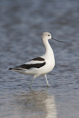 Image showing American Avocet