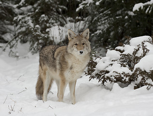 Image showing Coyote 