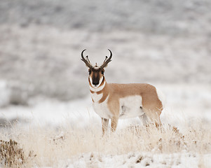 Image showing Pronghorn