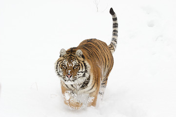 Image showing Amur Tiger