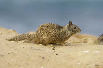 Image showing California Ground Squirrel
