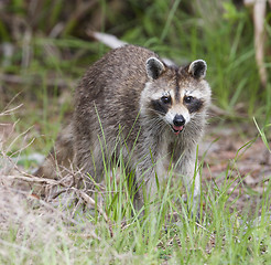 Image showing Raccoon