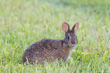 Image showing Marsh Rabbit