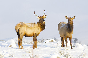 Image showing Elk