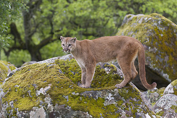 Image showing Mountain Lion