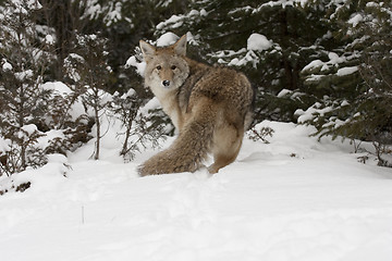 Image showing Coyote 