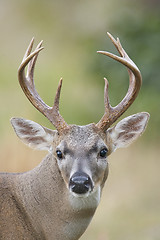 Image showing Key Deer 