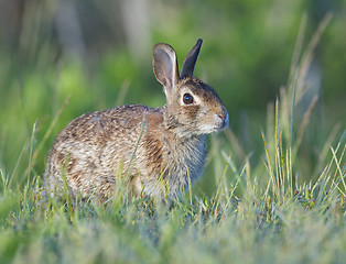 Image showing Eastern Cottontail Rabbit 