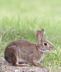 Image showing Marsh Rabbit