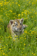 Image showing Tiger Cub