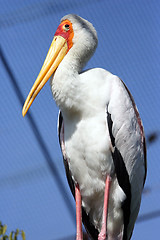 Image showing Crane