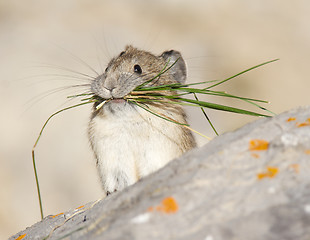 Image showing American Pica